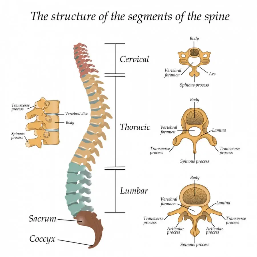 basic spine anatomy